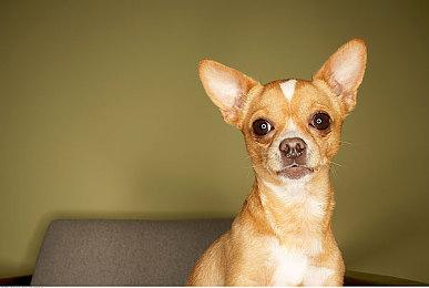 进入新英格兰山脉 《猎人：荒野的呼唤》新DLC公布